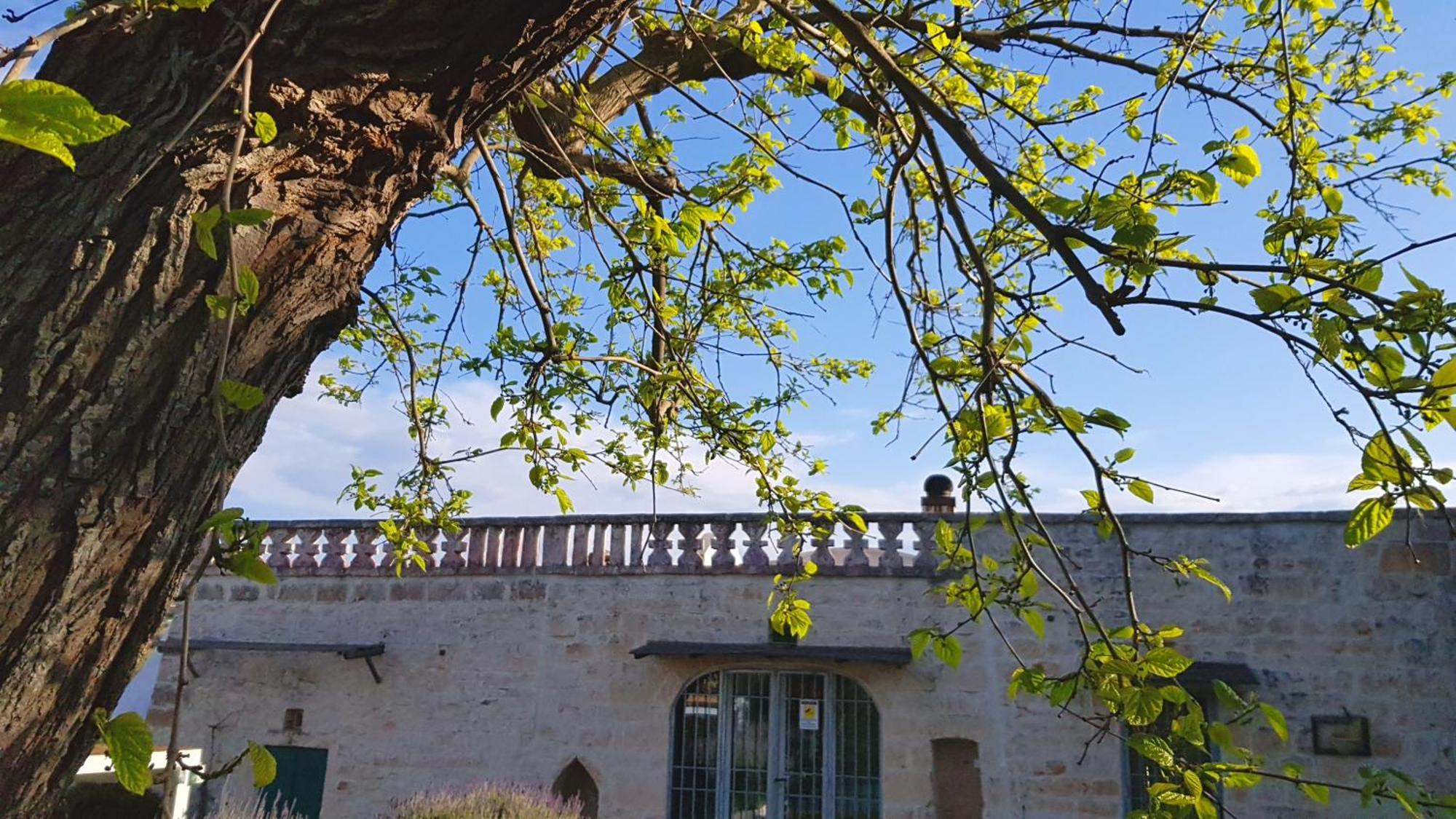 Podere Del Gelso Bianco, Vacation Rental Ostuni Bagian luar foto