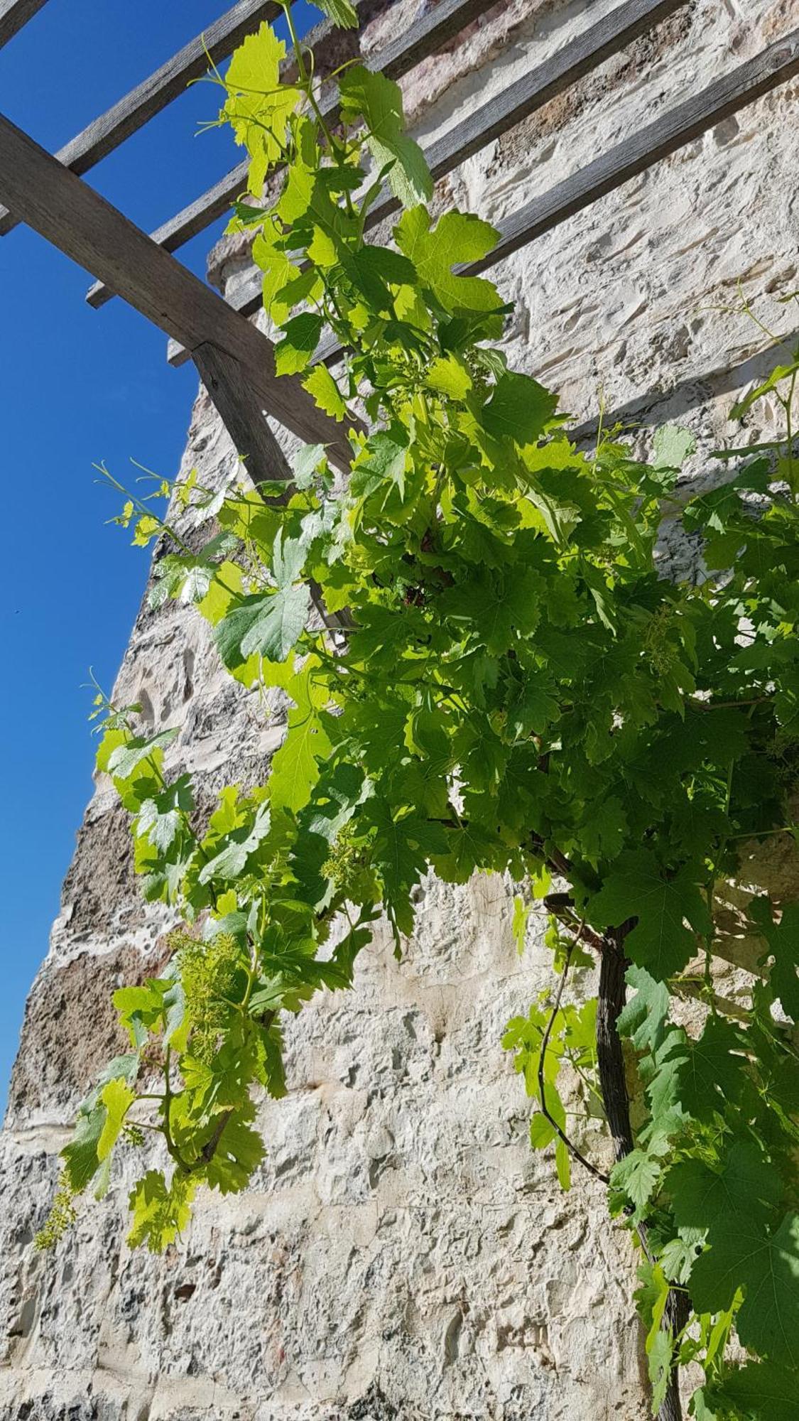 Podere Del Gelso Bianco, Vacation Rental Ostuni Bagian luar foto